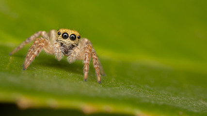Araign&eacute;e sauteuse - Carrhotus xanthogramma femelle juv&eacute;nile