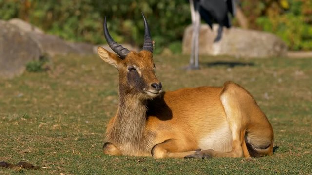 Nile lechwe (Kobus megaceros) resting in grass