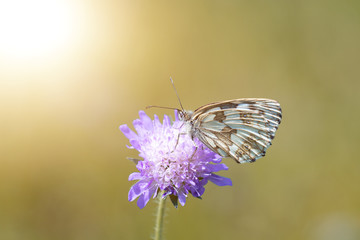 Melanargia galathea (Schmetterling)