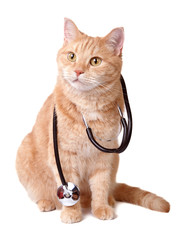 Cute red cat with stethoscope isolated on white background. Veterinary concept.