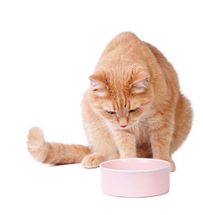  Red cat eating. Cut out.