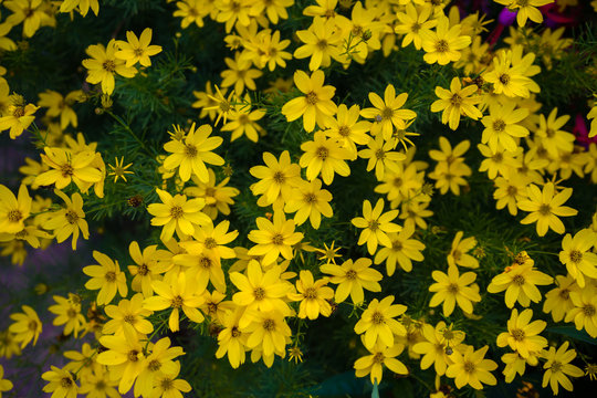 Yellow flowers of the Coreopsis verticillata, Threadleaf, Whorled tickseed