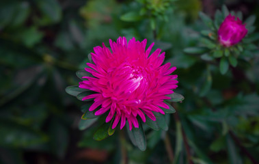 Pink asters in garden