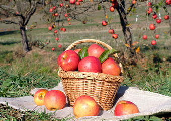 Wicker basket full of freshly picked organic sweet red apples on the hemp bags and field's green grass. Non GMO and without genetically modified fruit. Apple tree  are in the background. 