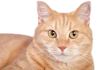 Close up portrait of tabby ginger cat.