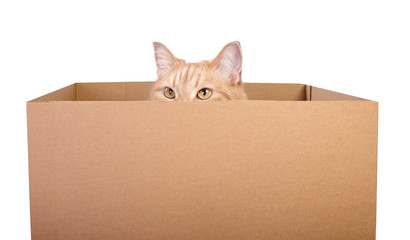 Red cat stick out from the box.