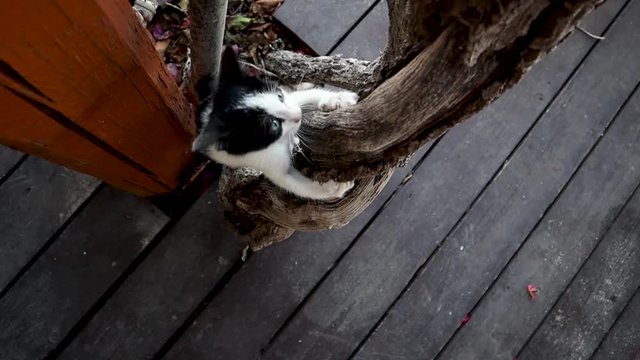 A cute playful kitten is climbing a dried tree branch.