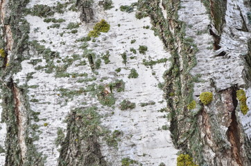 Birch tree background