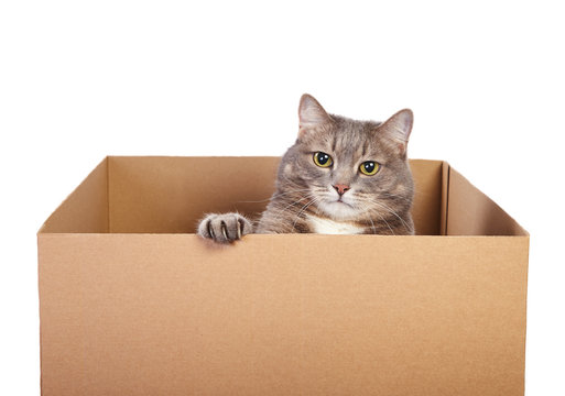 A cute gray cat in cardboard box isolated on white background.
