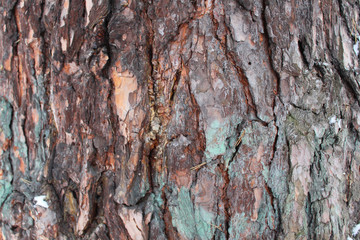 Relief brown bark of a large tree-background and texture