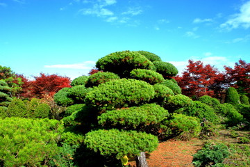 北海道、札幌平岡樹芸センターの紅葉の風景