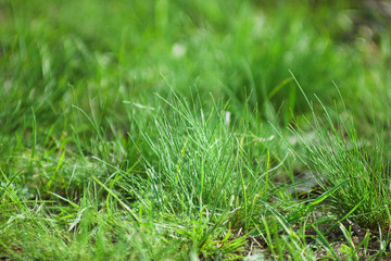 grass