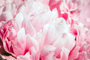 pink flowers peonies closeup