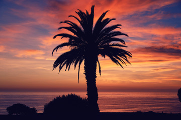 Twilight Palm Tree