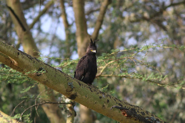 Long Crested Eagle, Kenya