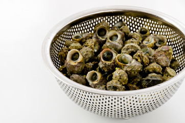 チンボーラー（カンギクガイ）