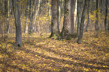 Fototapeta premium autumn in the forest