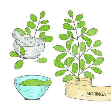 Moringa. Plant. Leaves. Mortar. Bowl. On a white background. Set