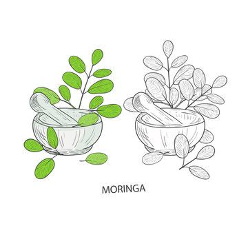 Moringa. Plant. Leaves. Mortar. On a white background. Set. Mono