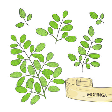 Moringa. Plant. Leaves. On a white background. Set.