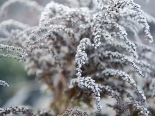 Plants in frost early foggy morning in late autumn