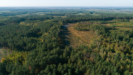 Fototapeta na wymiar Aerial view of the pine forest and a meadow with a winding road