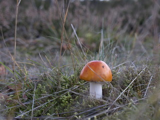 amanita muscaria