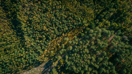 Aerial view of the pine forest and a meadow with a winding road