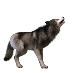 Digital 3D Illustration of a Wolf