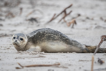 Seal at the beach (Phoca vitulina) © Marc Scharping