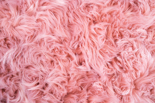 Pink sheepskin background. Fur pattern. Wool texture. Sheep fur close up
