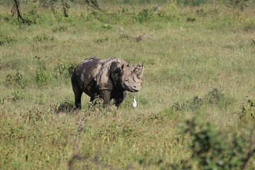 Rare Black Rhino Kenya