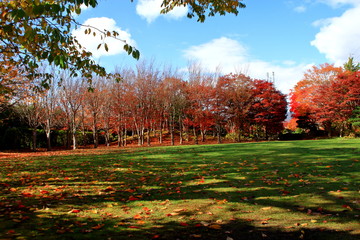 北海道、札幌平岡樹芸センターの紅葉の風景