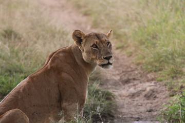 Lioness in Kenya
