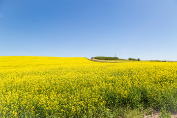 Obraz premium Golden canola flowers on a farm in Canadian province of Alberta