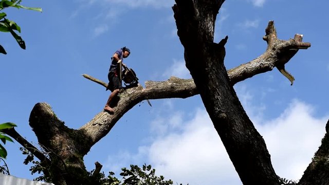 San Pablo City, Laguna, Philippines - November 22, 2017: Lumberjack cuts huge tree branch with the use of chainsaw on tree top