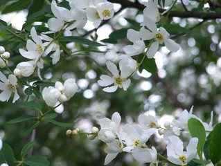 white flowers of apple tree