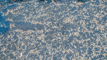 salted dried fish in the street at Phatthalung, Thailand style