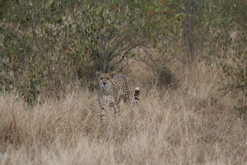 Cheetah in the grass
