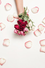 flowers roses in hands of girl, top view, little white pink red roses, white  rose petals white background