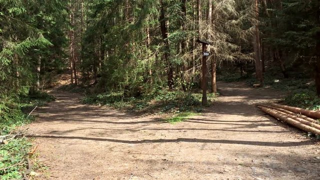 Forked road in the pine forest. Two footpaths at a forest crossroad. Concept of selection the way (on the pointer at the end of the video the inscription "Route" in Ukrainian).