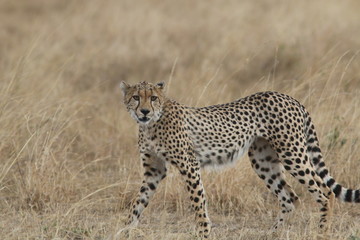 Fototapeta na wymiar Cheetah in the grass