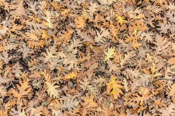 Dry oak leaves in the Guadarrama National Park in Madrid (Spain)