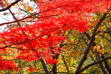 北海道、札幌平岡樹芸センターの紅葉の風景