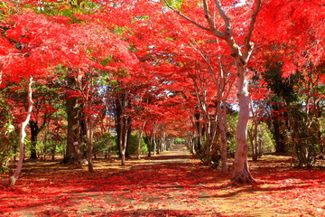 北海道、札幌平岡樹芸センターの紅葉の風景