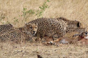 Cheetah sisters with impala kill