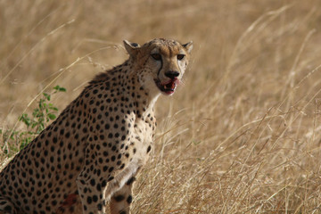 Cheetah with bloody face