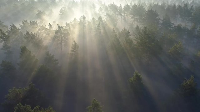 Aerial shot of a sunrise in a misty pine forest. 4K, UHD
