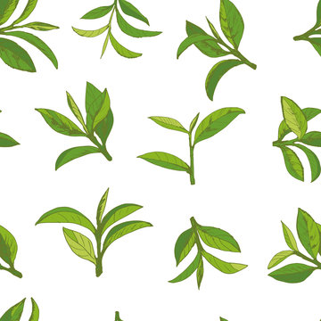 seamless pattern with green tea, hand-drawn leaves and branches of tea