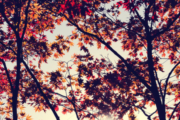  Autumn season colorful of leaves in Hokkaido Japan